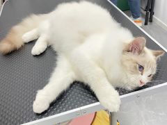-山宅一喵德文卷毛猫舍