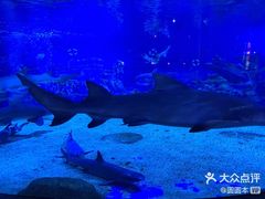 -成都浩海立方海洋公园