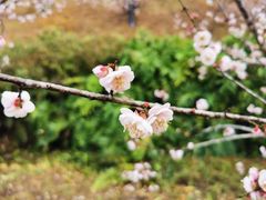 -广州市白云山风景名胜区
