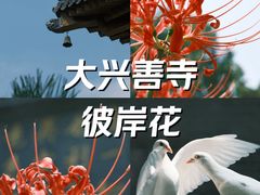 -西安大兴善寺