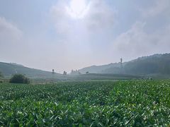 -听风阁农家私房菜茶楼(龙坞店)
