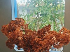 -琥珀川咖啡馆·Amber cafe(百祥路店)