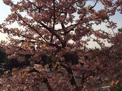 景点-台场海滨公园船码头