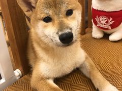 -豆柴町-柴犬主题狗咖(红鼎国际C座店)