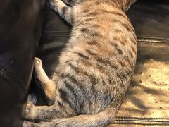 -萌兽医馆·犬猫专科·眼科中心·宠物医院(朝阳门分院)