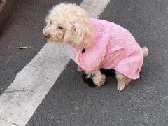 -爱侣宠医·鹦鹉专科·小型哺乳类·异宠专科(灵石路店)