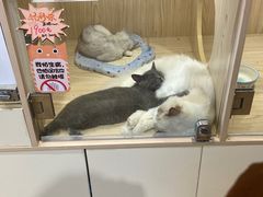 -屋虎猫馆(宝安大仟里店)