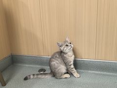 -瑞派·关忠动物医院·猫专科·犬专科(三环新城店)
