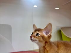 -青奢宠物·青奢猫舍