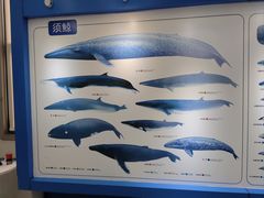 -上海海洋大学鱼文化博物馆(军工路校区)