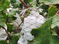 -马陆小张葡萄园农家乐