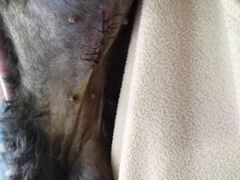 -爱侣宠医·鹦鹉专科·小型哺乳类·异宠专科(灵石路店)