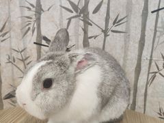 -楼上猫咖(罗湖店)