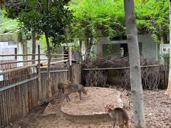 -合肥野生动物园