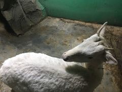 -白鹿仓冰雪海洋世界