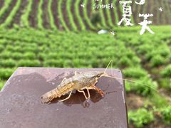 -帐篷客·溪龙茶谷度假酒店