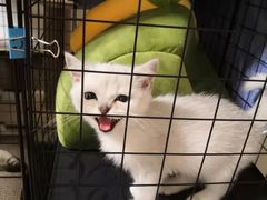 -柚子猫舍·精品猫舍购猫·猫咪认养·购宠·宠物店
