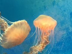 -海合安武汉极地海洋公园