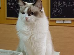 -Sweet cat·星愿猫咖(国贸大厦店)