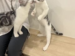 -有喵·猫咖·狗咖·30几只猫10只小狗(岗厦店)