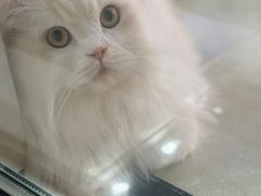 -老吴的猫·猫舍(新区店)