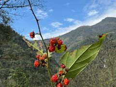 -西岭雪山大飞水景区