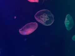 -成都浩海立方海洋公园