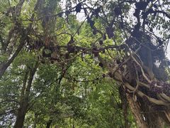 -三圣花乡旅游区