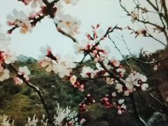 -中华福寿山
