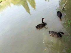 -溱湖国家湿地公园