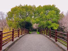 -东平国家森林公园