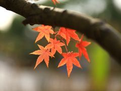 -贡湖湾湿地公园