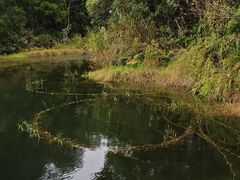 -海南热带雨林国家公园吊罗山景区