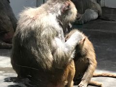 -西安秦岭野生动物园