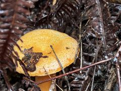 -铁山坪森林公园