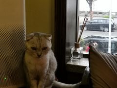 -more than meow吴止猫主题餐厅(承德 中船汇店)