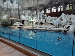 -帝企鹅自助餐厅•儿童岛•真企鹅(长隆企鹅酒店)