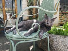 -喵屿·大理花园猫咖