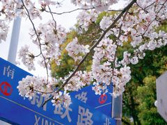 -高东镇樱花园