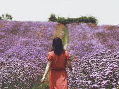 -紫颐香薰山谷景区