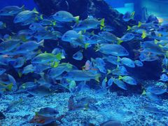 -海合安武汉极地海洋公园