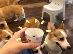 -柯斗斗主题餐厅·狗咖·围炉煮茶·茶饮(国瑞升平里店)