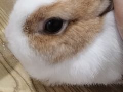 -楼上猫咖(罗湖店)