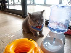 -猫咪咖啡·猫咖(万达广场店)
