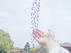 -嘉定紫藤园