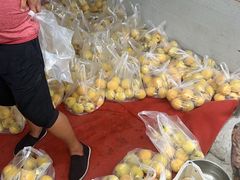 -樂桃源奉贤黄桃种植采摘基地