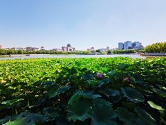 -莲花池公园
