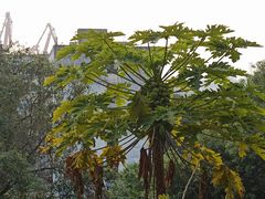 -船政文化景区-罗星塔公园