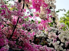 -深圳国际园林花卉博览园