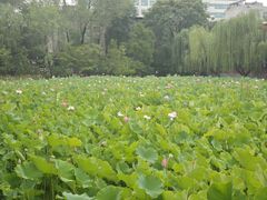 -莲湖公园